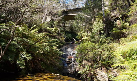 Leura Cascades Fern Bower - Tourism Guide 3