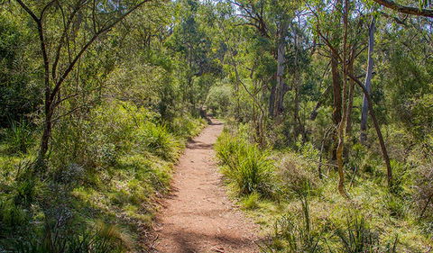 Mares Forest Creek Walking Track - Cruises Travel 0