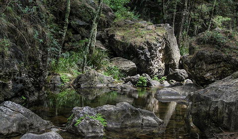 Mares Forest Creek Walking Track - Cruises Travel 1
