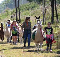 Ottaba Llamas - Tourism Guide