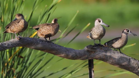 Jerrabomberra Wetlands - Tourism Guide 2