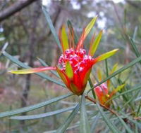 Glenbrook Native Plant Reserve and Nursery - Tourism Guide