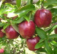 Top 40 Orchard - Tourism Guide