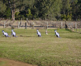 Wollombi Wines - Tourism Guide 5