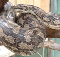 Armadale Reptile Centre - Tourism Guide