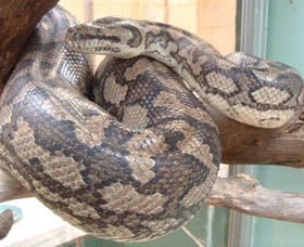 Armadale Reptile Centre - Tourism Guide 0