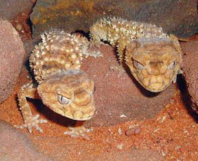 Armadale Reptile Centre - Tourism Guide 1
