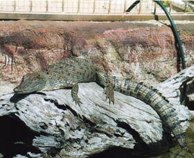 Armadale Reptile Centre - Tourism Guide 2