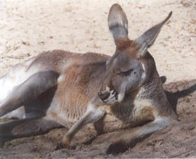 Armadale Reptile Centre - Tourism Guide 3