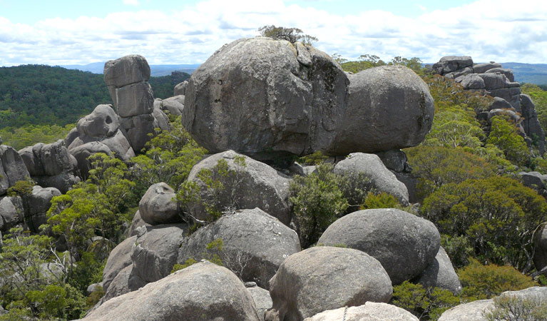 Tallowwood Ridge NSW Tourism Guide