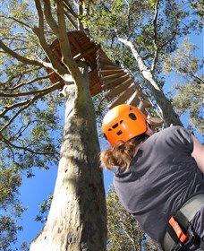 TreeTop Adventure Park Sydney - Tourism Guide 3