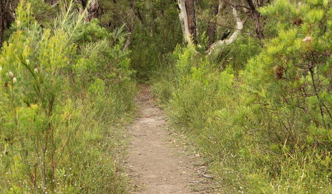 Three Views Walking Track - Tourism Guide 0