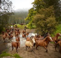 Glenworth Valley Horse Riding - Tourism Guide