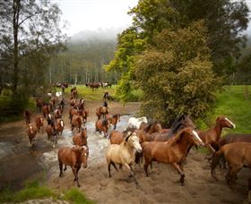 Glenworth Valley Horse Riding - Tourism Guide 0