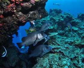 Maori Wrasse Bommie Dive Site - Tourism Guide 1