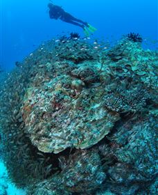 Maori Wrasse Bommie Dive Site - Tourism Guide 2