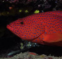 Maori Wrasse Bommie Dive Site - Tourism Guide