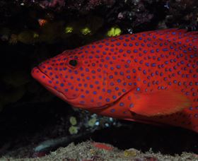 Maori Wrasse Bommie Dive Site - Tourism Guide 0