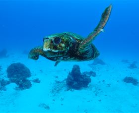 Maori Wrasse Bommie Dive Site - Tourism Guide 3