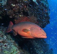 Anchor Bommie Dive Site - Tourism Guide
