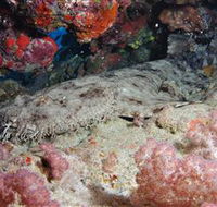 Lighthouse Bommies Dive Site - Tourism Guide