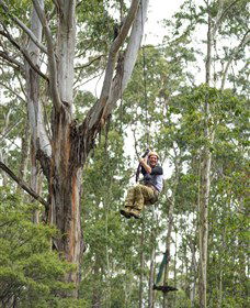 TreeTop Adventure Park Central Coast - Tourism Guide 2