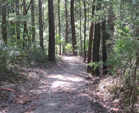 Strickland State Forest - Tourism Guide 2