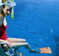 Roy Rufus Artificial Reef Dive Site - Cruises Travel