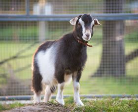Amazement Farm And Fun Park / Cafe And Farmstay Accommodation - Tourism Guide 3