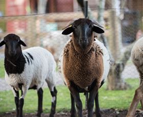 Amazement Farm And Fun Park / Cafe And Farmstay Accommodation - Tourism Guide 4