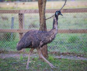 Amazement Farm And Fun Park / Cafe And Farmstay Accommodation - Tourism Guide 6