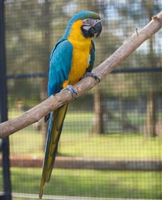 Amazement Farm And Fun Park / Cafe And Farmstay Accommodation - Tourism Guide 8