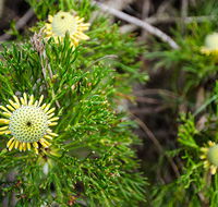 Illawarra lookout walking track - Travel Agents
