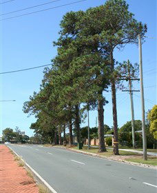 Anzac Memorial Avenue, Redcliffe - Tourism Guide 1