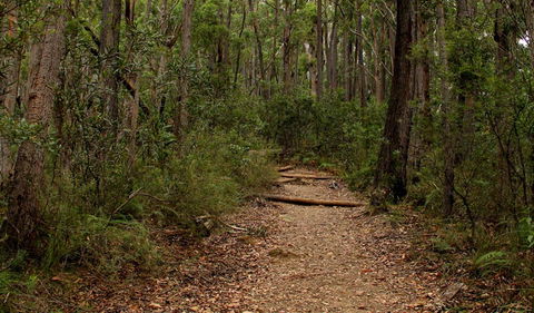 Pigeon House Mountain Didthul Walking Track - Tourism Guide 0