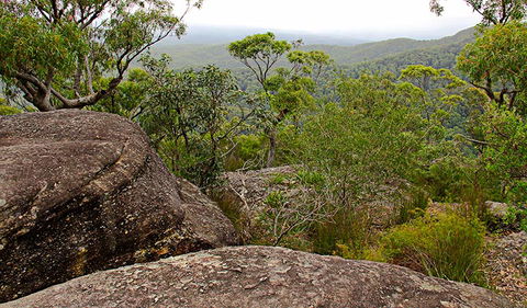 Pigeon House Mountain Didthul Walking Track - Tourism Guide 1