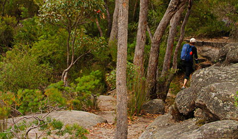 Pigeon House Mountain Didthul Walking Track - Tourism Guide 3