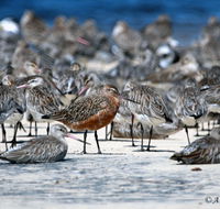 Cooloola Nature - Tourism Guide