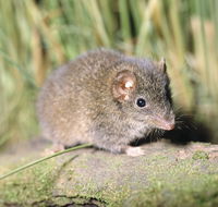 Munmorah State Conservation Area - Tourism Guide
