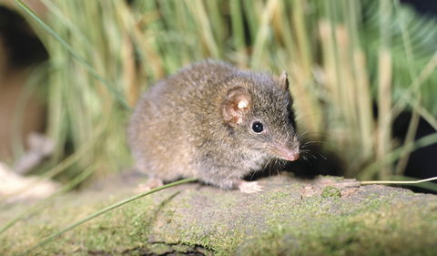 Munmorah State Conservation Area - Tourism Guide 0