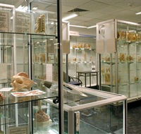 Museum of Human Disease - Tourism Guide