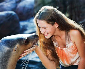 Sea Life Sunshine Coast - Tourism Guide 1