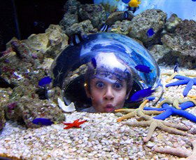 Sea Life Sunshine Coast - Tourism Guide 0
