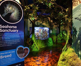 Sea Life Sunshine Coast - Tourism Guide 3