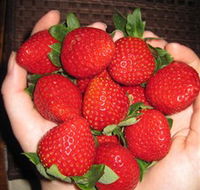 The Strawberry Farm - Tourism Guide