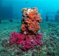 HMAS Brisbane Dive Site - Tourism Guide