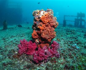HMAS Brisbane Dive Site - Cruises Travel 0