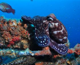 HMAS Brisbane Dive Site - Cruises Travel 2