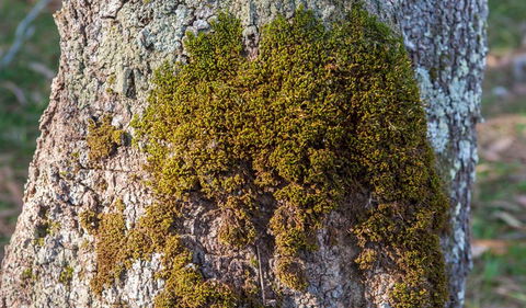 Corramy Regional Park - Tourism Guide 2