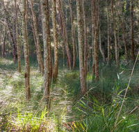 Anabranch loop track - Tourism Guide
